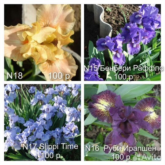 N5 Ирисы бордюрные