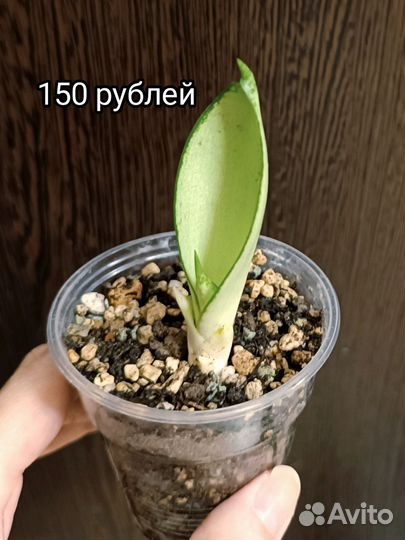 Сансевиерия Ханни Сильвер