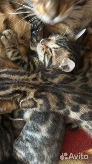 Бенгальская