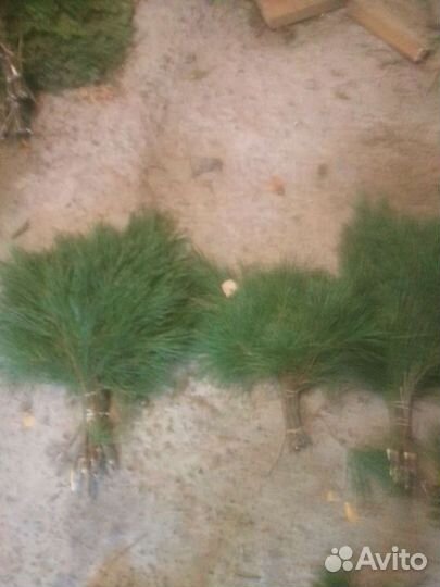 Веник для бани