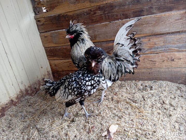 Карликовые куры