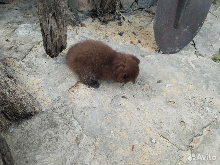 Черный пушистый котенок породистый