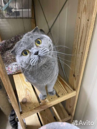 Шотландская вислоухая кошка бесплатно