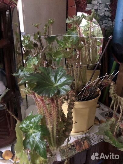 Цветы комнатные