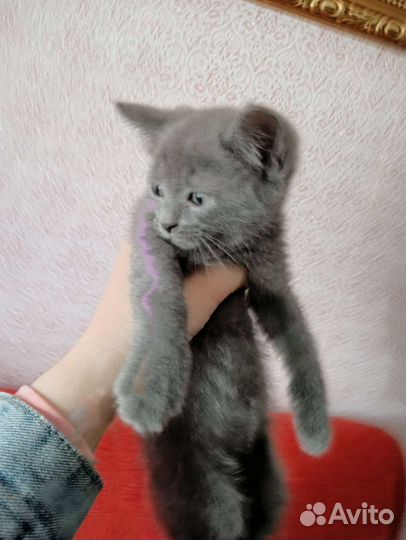 Милые котята