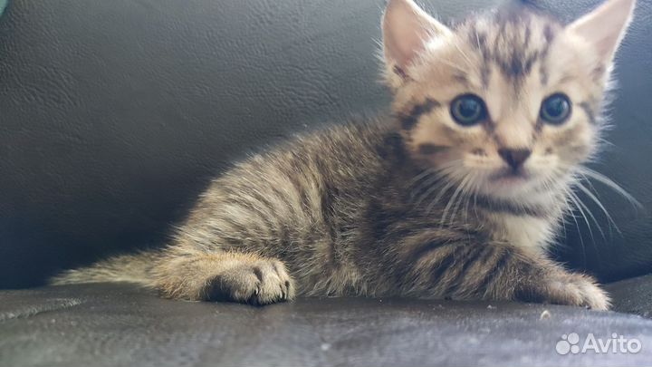 Котята в дар от кошки-мышеловки