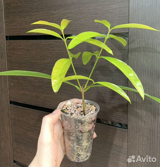 Джаботикаба (Red Hybrid), Syzygium, гуайява