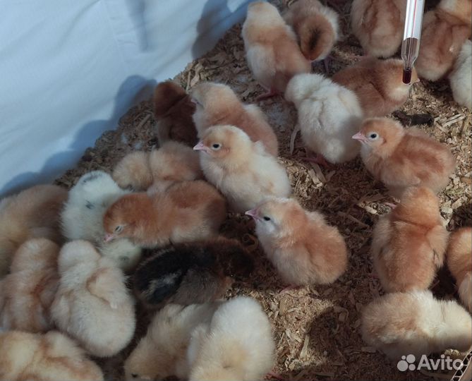 Цыплята несушки