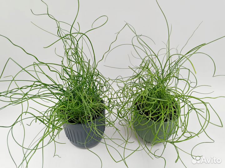 Джункус Спиральный (Juncus)