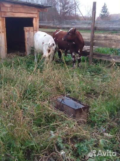 Бычки и быки