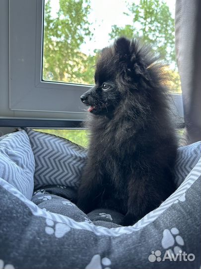 Вязка кобель шпиц