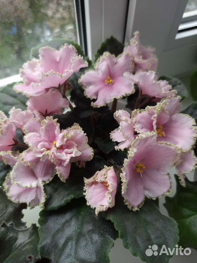 Детки сортовых фиалок