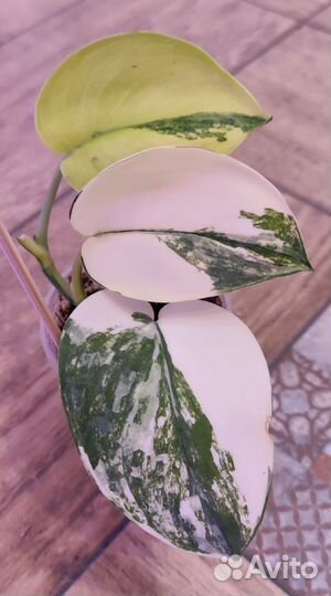 Сциндапсус жаде сатин вариегатный