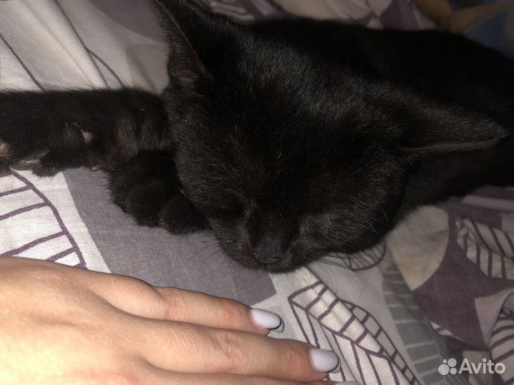 Кошка в дар