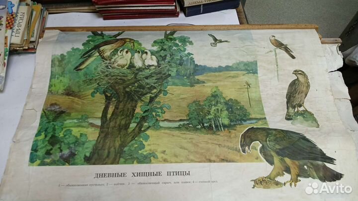 Плакаты по зоологии СССР