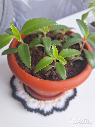 Комнатные цветы каланхоэ