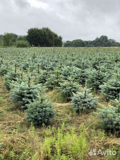 Ель голубая 1-1,2 м