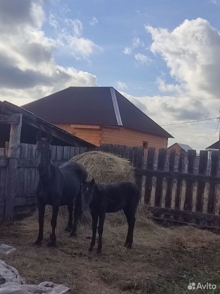 Кобыла с жеребенком