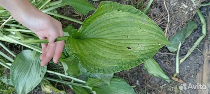 Хоста (растение) светлозеленая с темной каймой