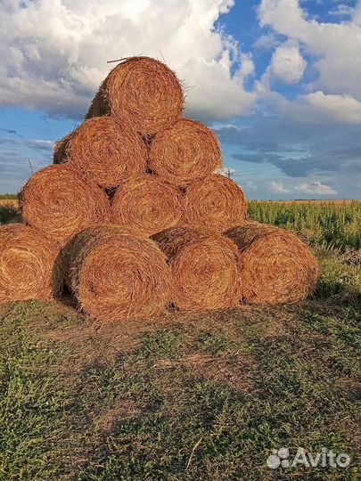 Солома вико-овсяная не обмолоченая (зелёнка)