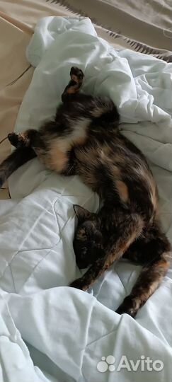 Кошечка Мася