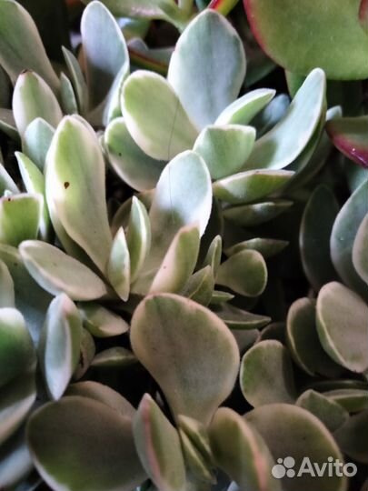 Суккуленты