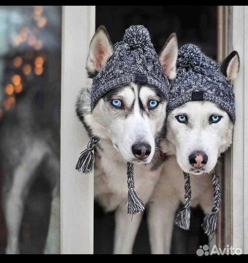 Шапочки для собак