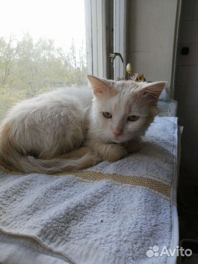 Особенный котик в добрые руки