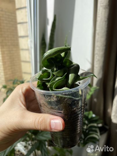 Комнатные растения