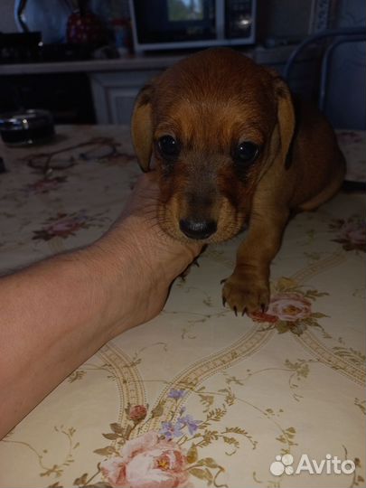 Мальчик.Карликовая такса