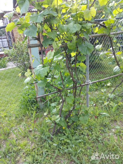 Саженцы винограда изабелла