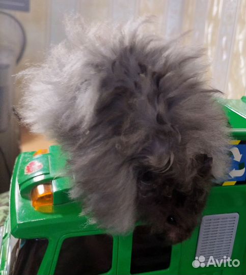 Хомяки ангорские длинношёрстные королевские