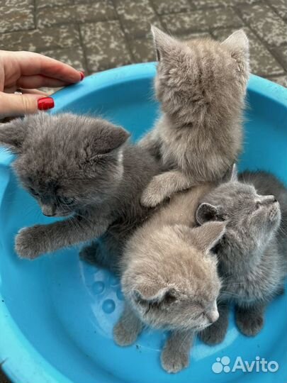 Котята короткошерстные