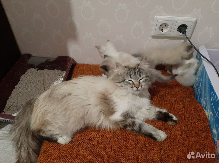 Невская маскарадная в добрые руки
