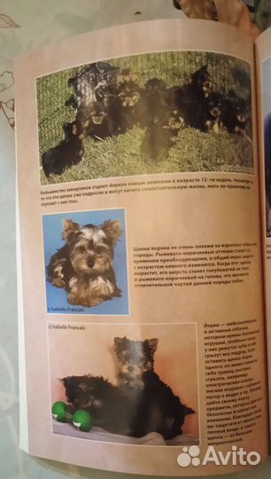 Йоркширский терьер для Чайников Большая книга