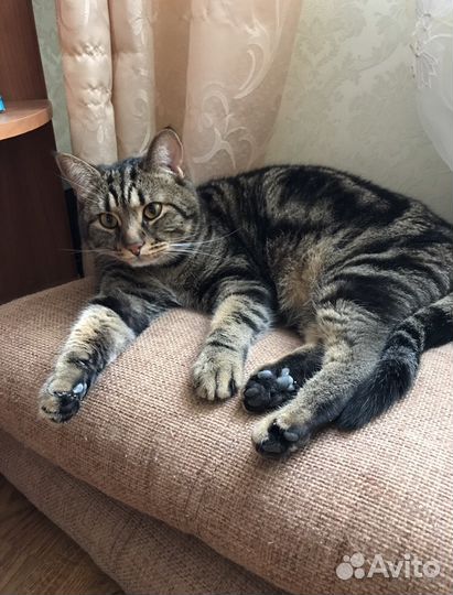 Передержка собак/кошек