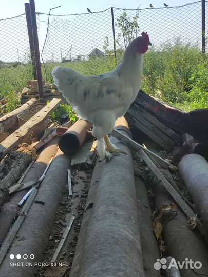 Куры и петухи брама