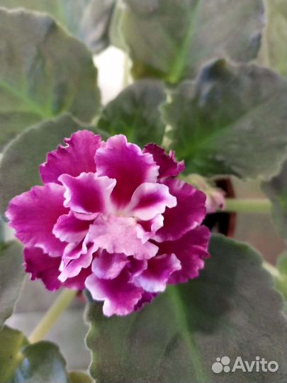 Фиалки сортовые