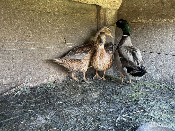 Подсадные утки