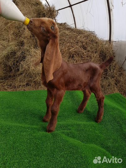 Гуси, козлята