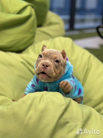 Американский булли покет экзот