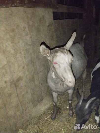 Коза дойная