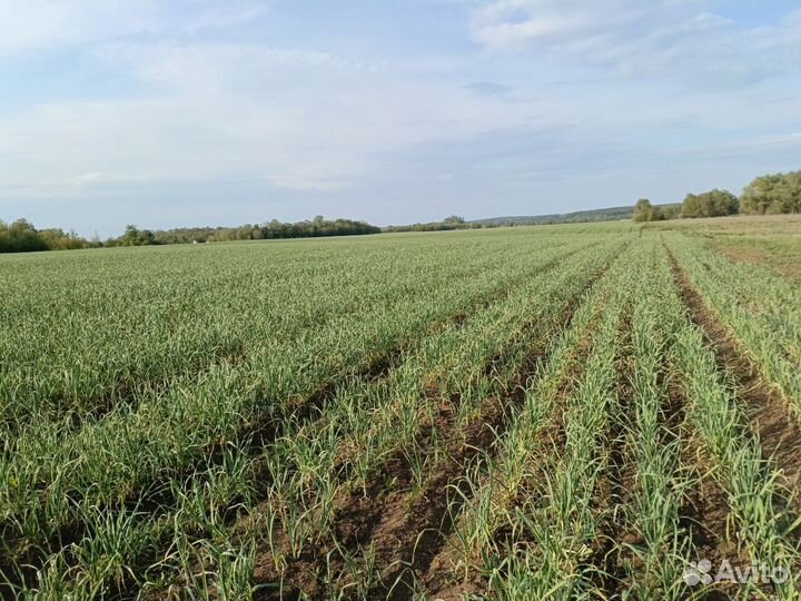 Чеснок озимый на посадку