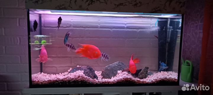 Готовый аквариум с рыбками