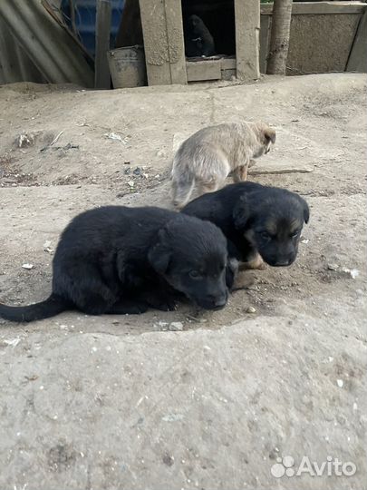 Собака в добрые руки даром