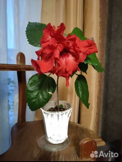 Гибискус китайская роза красная