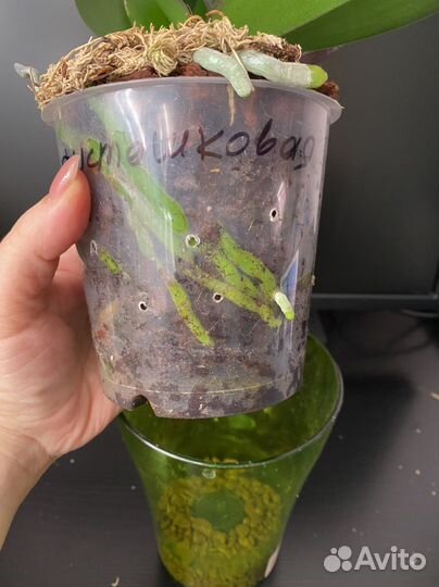 Орхидея биглип салатовый, тестовый