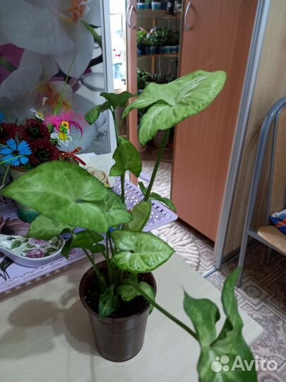 Комнатные цветы