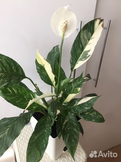Спатифиллум Домино вариегатный
