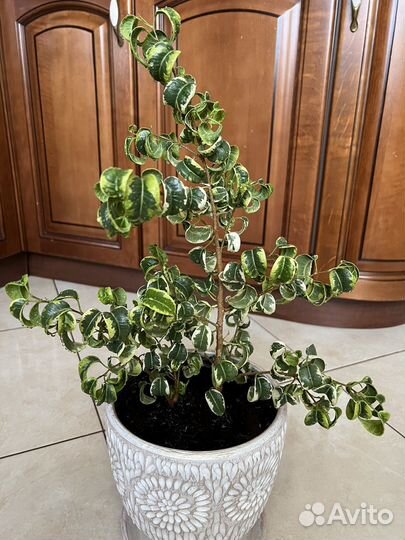 Фикус Барок/Фикус Ирэн